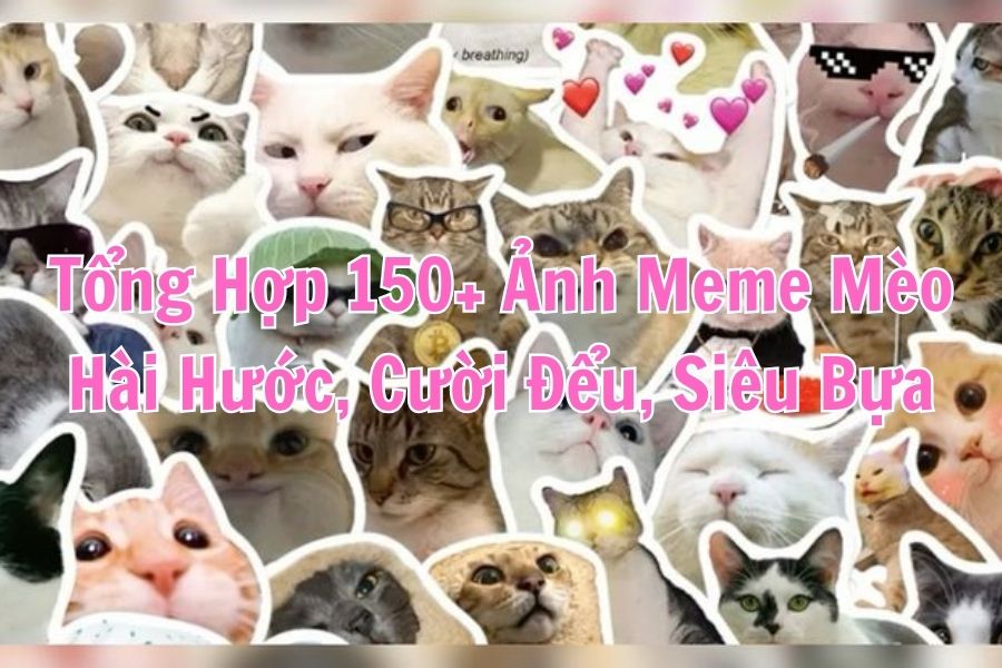 Tổng hợp 150+ ảnh Meme mèo bựa, hài hước, dễ thương, buồn