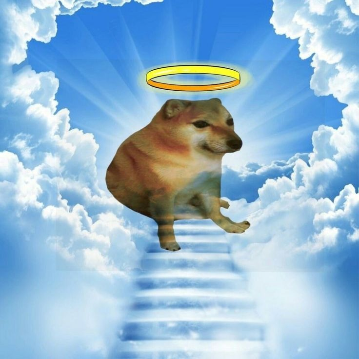 meme chó 