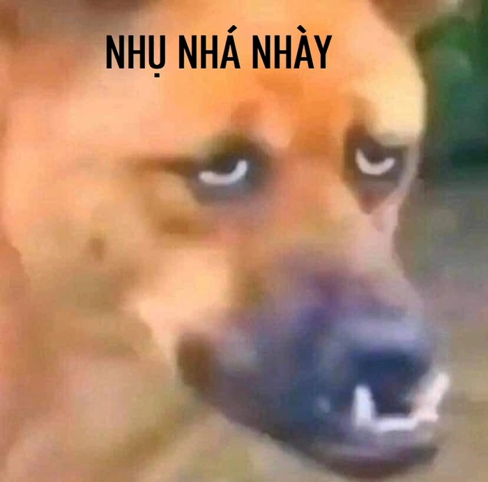 meme chó 