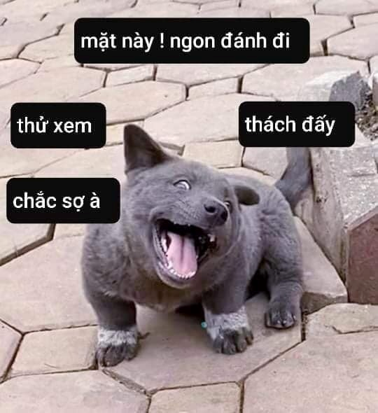 meme chó 