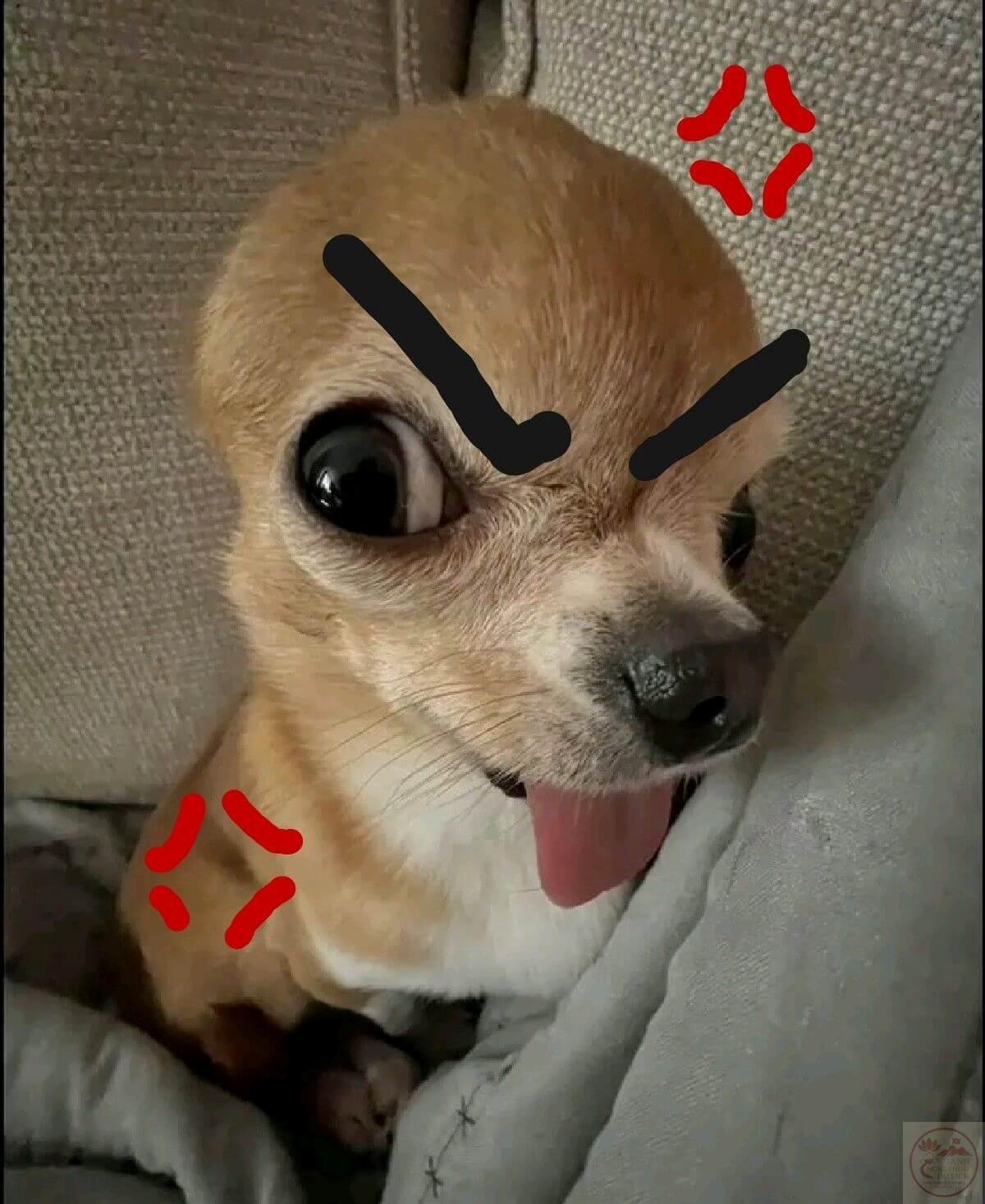 meme chó 