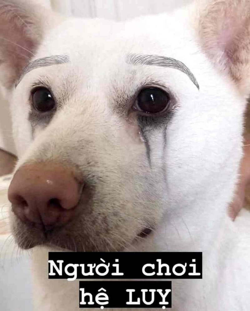 meme chó 