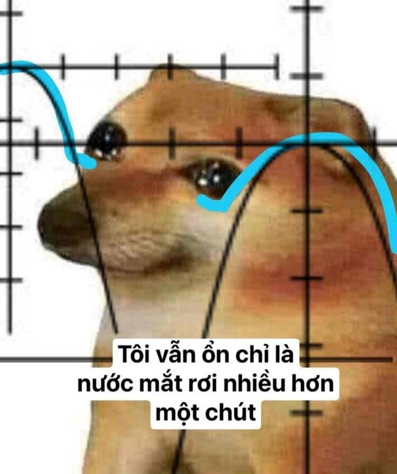 meme chó 