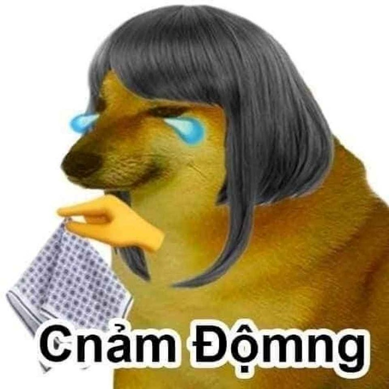 meme chó 