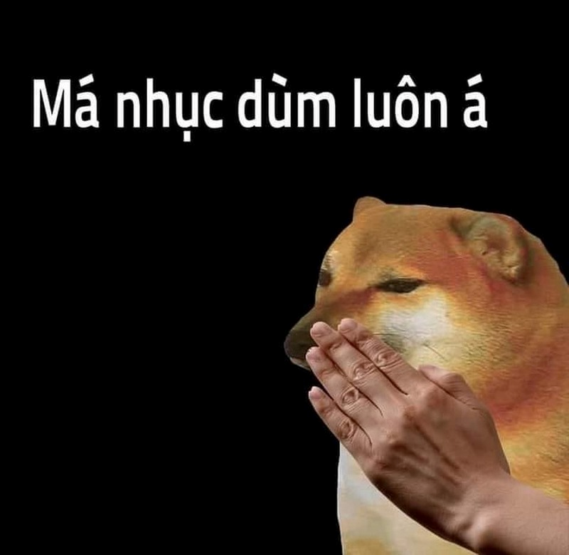 meme chó 
