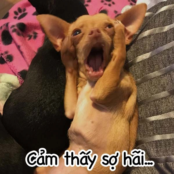 meme chó 