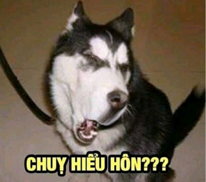 meme chó 