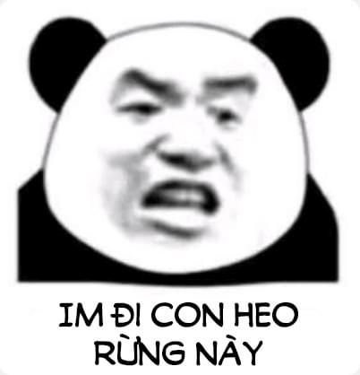 meme gấu trúc