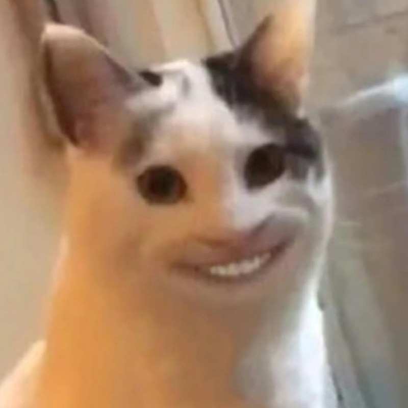 meme mèo