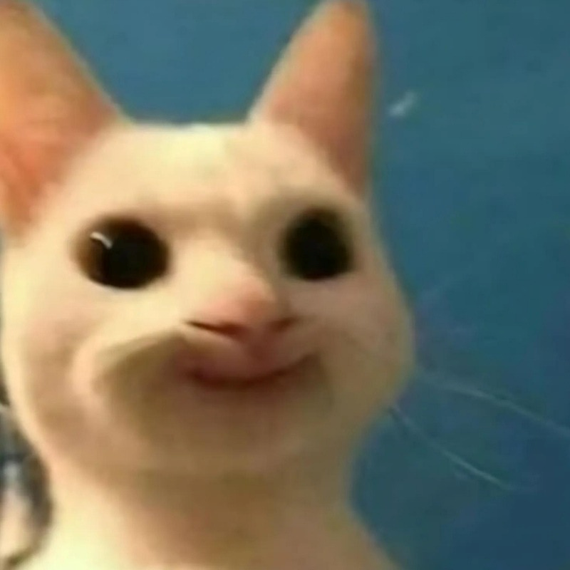 meme mèo