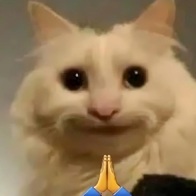 meme mèo