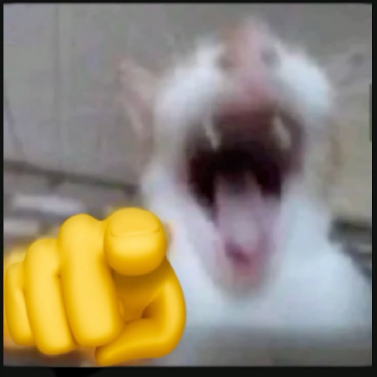 meme mèo