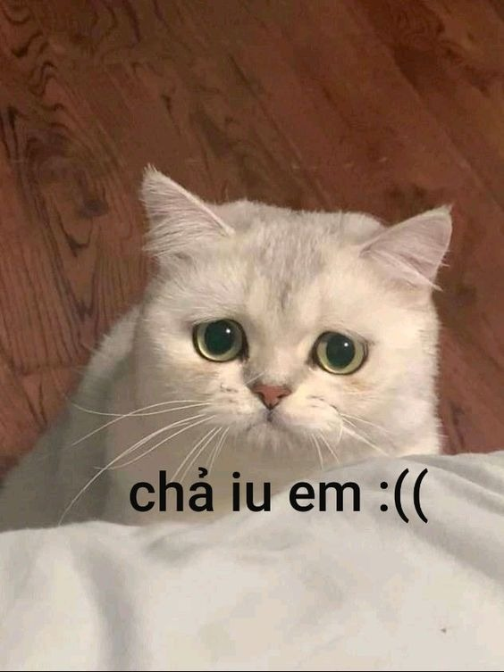 meme mèo