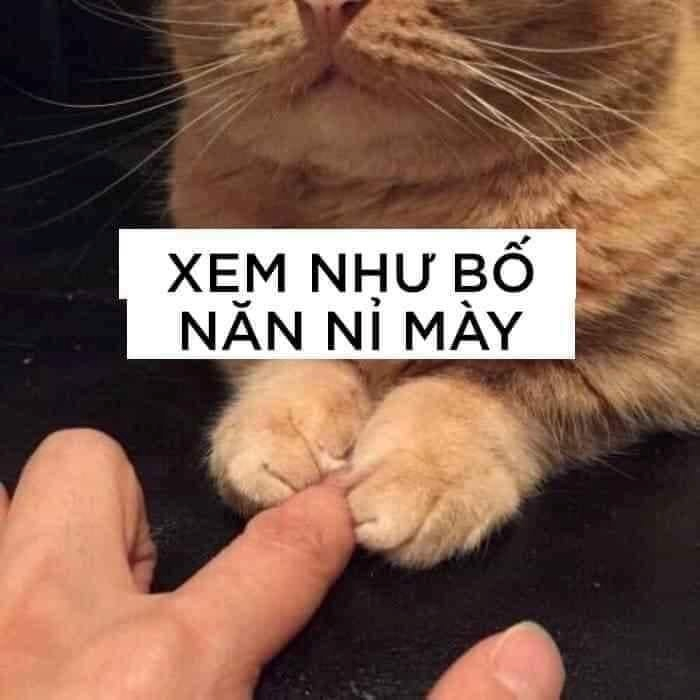 meme mèo