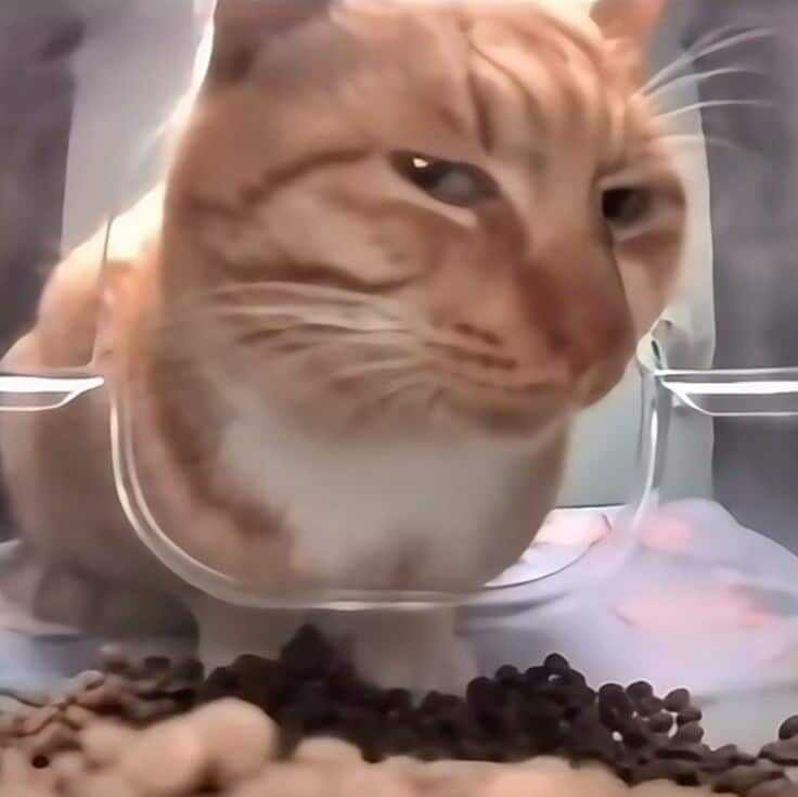meme mèo