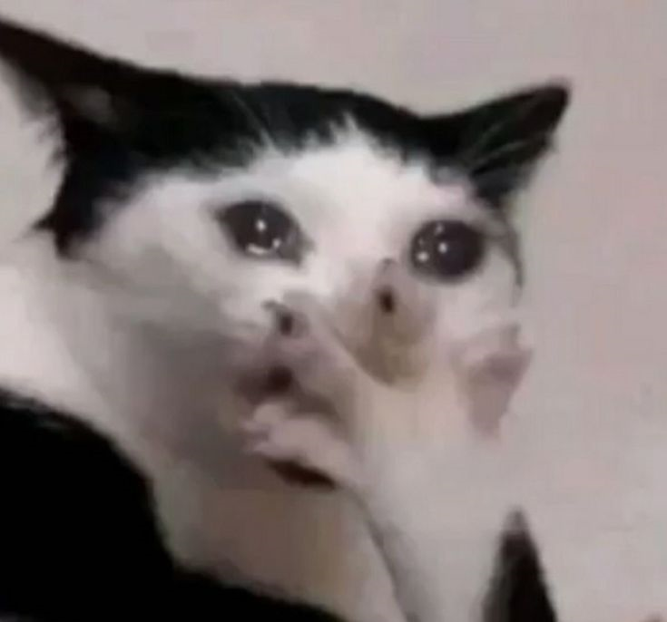 meme mèo