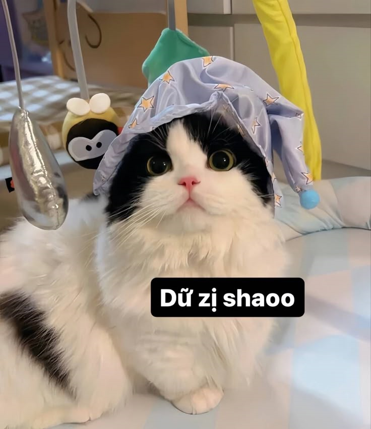 meme mèo