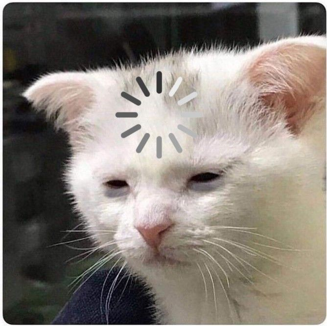 meme mèo