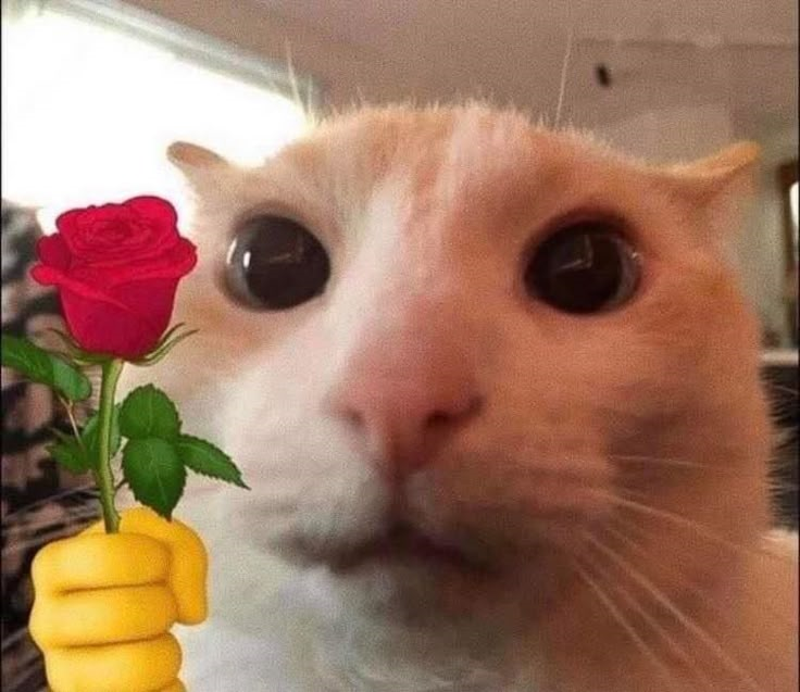 meme mèo