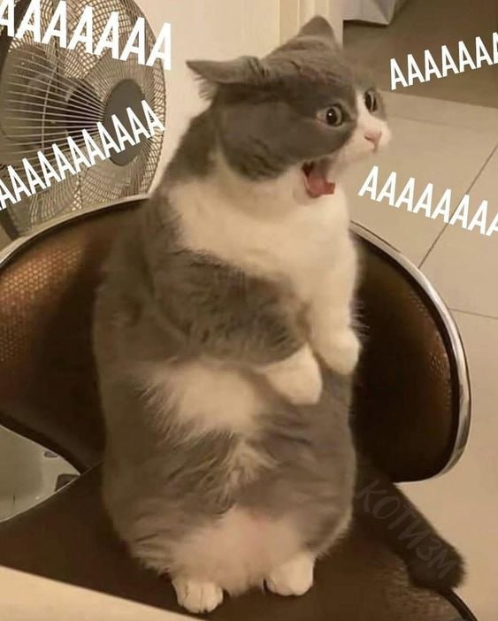 meme mèo