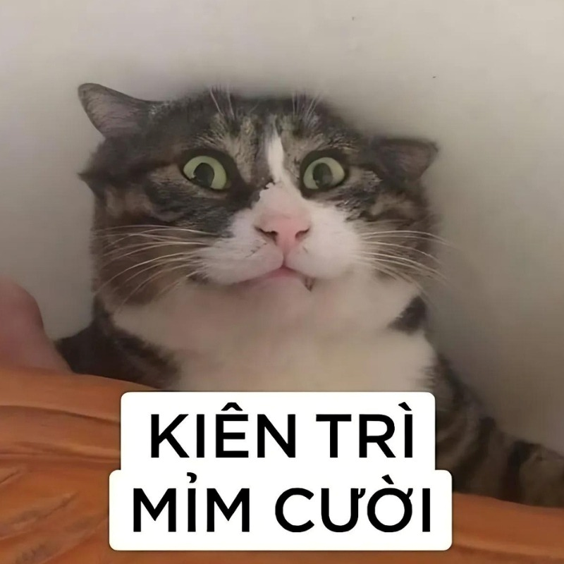 meme mèo