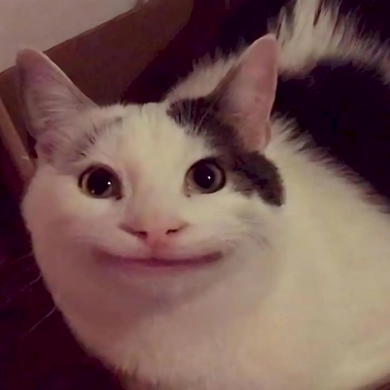 meme mèo