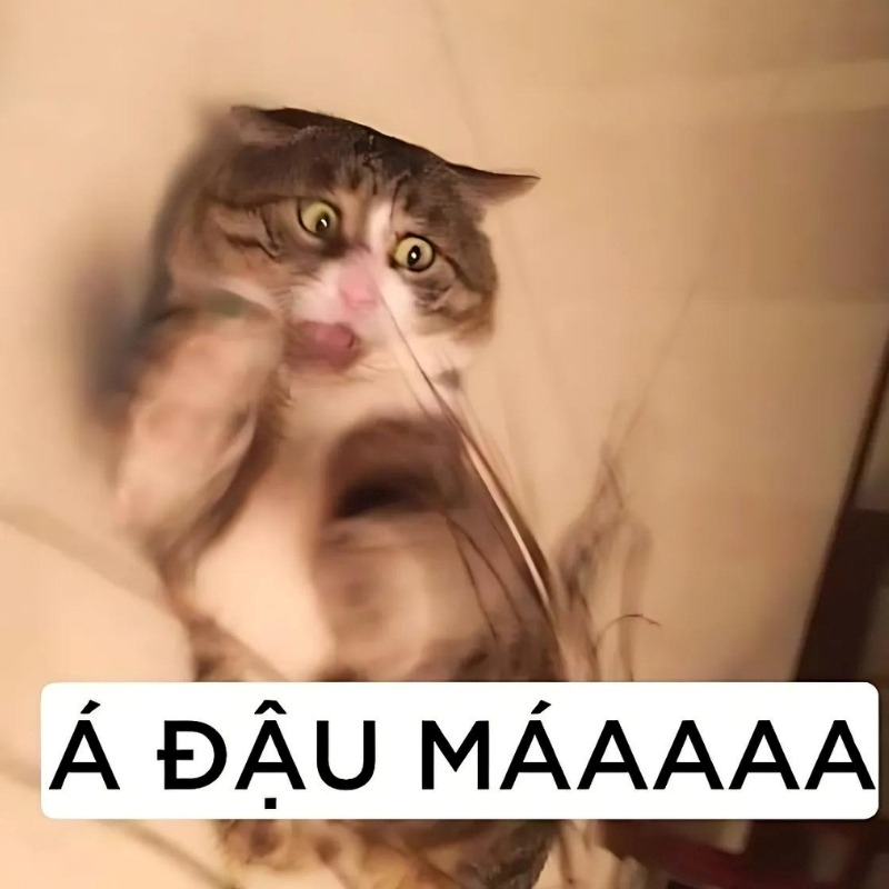 meme mèo
