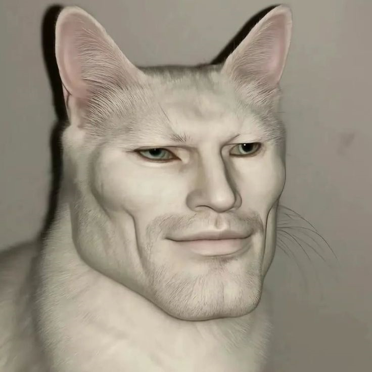 meme mèo