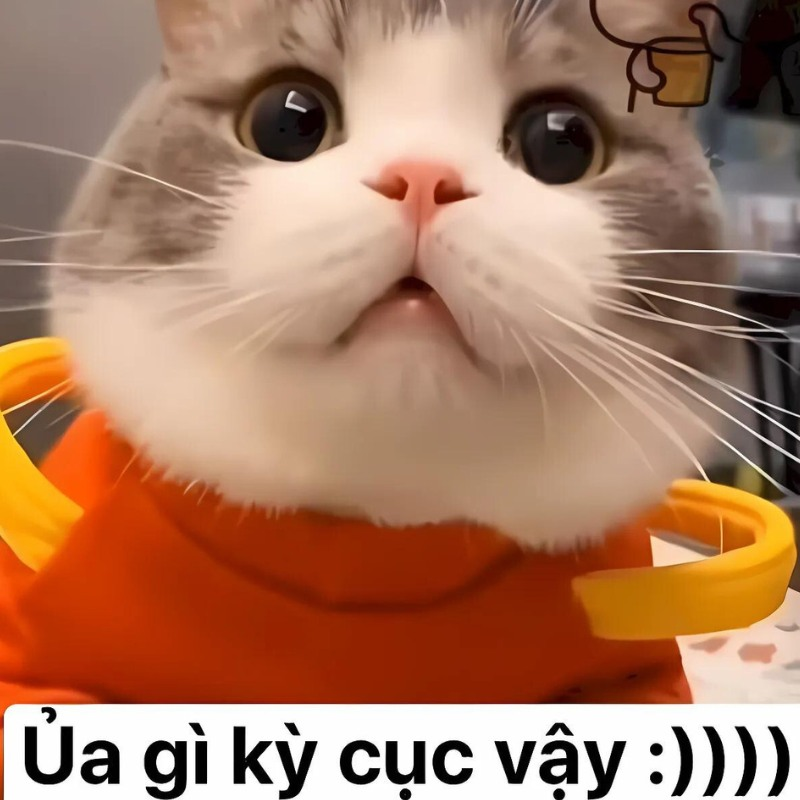 meme mèo