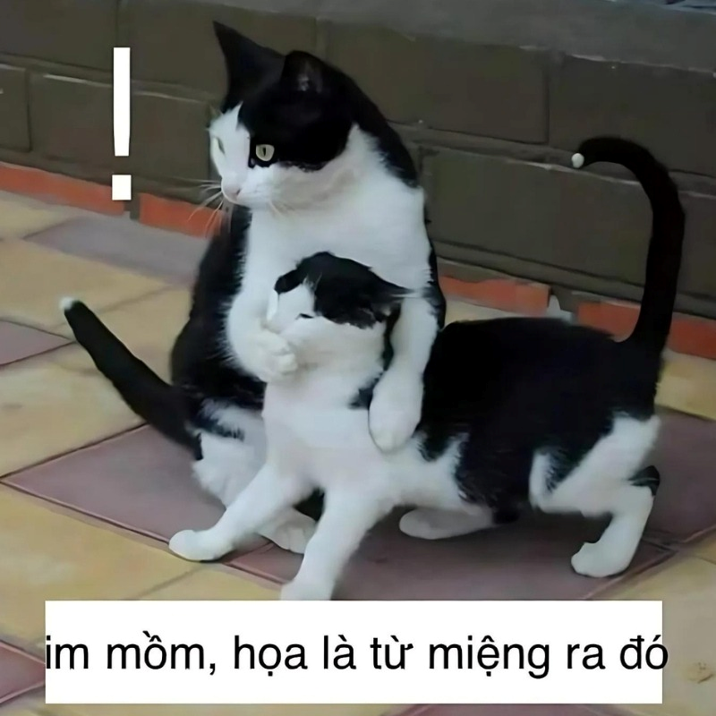 meme mèo