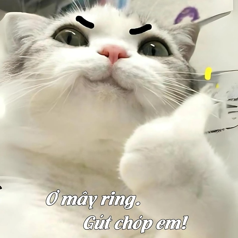 meme mèo