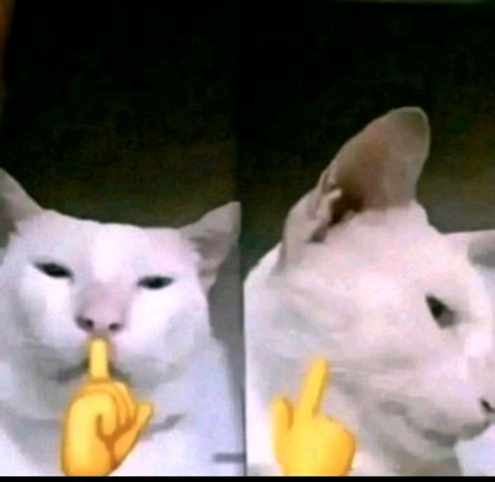 meme mèo