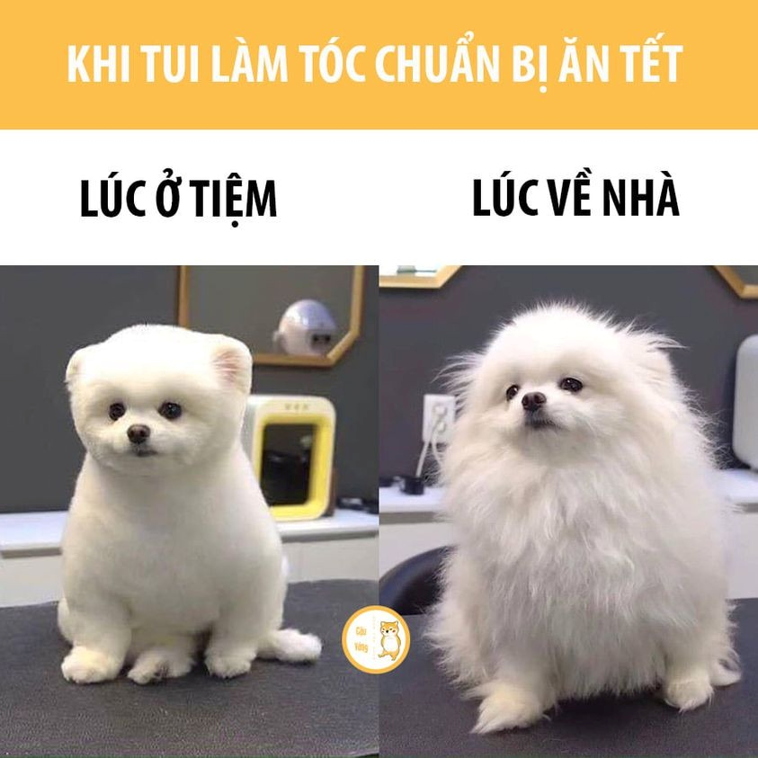 meme tết
