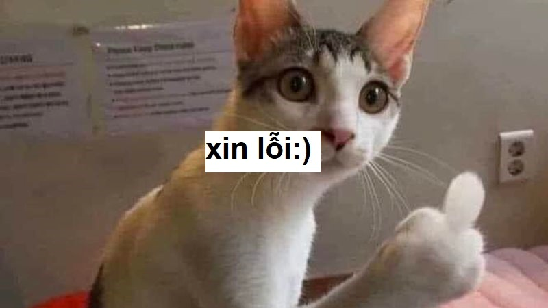 meme xin lỗi