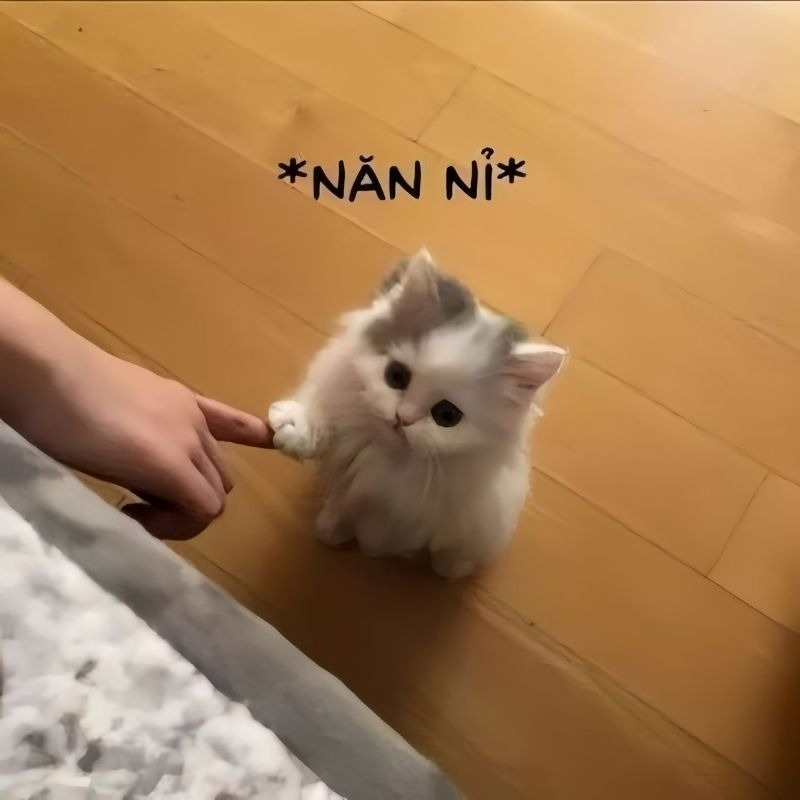 meme xin lỗi