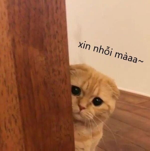 meme xin lỗi