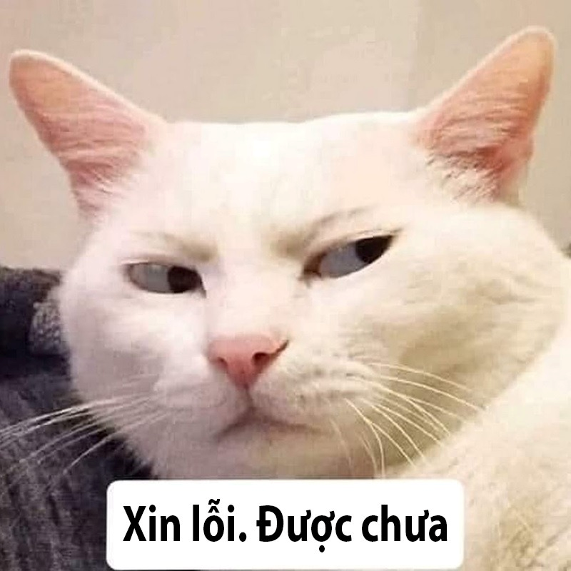 meme xin lỗi