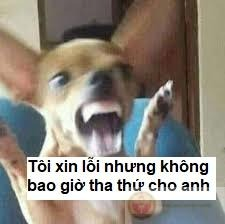 meme xin lỗi