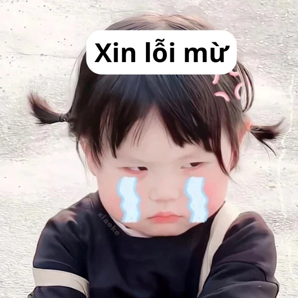 meme xin lỗi