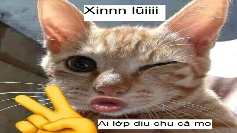 meme xin lỗi