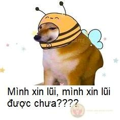 meme xin lỗi
