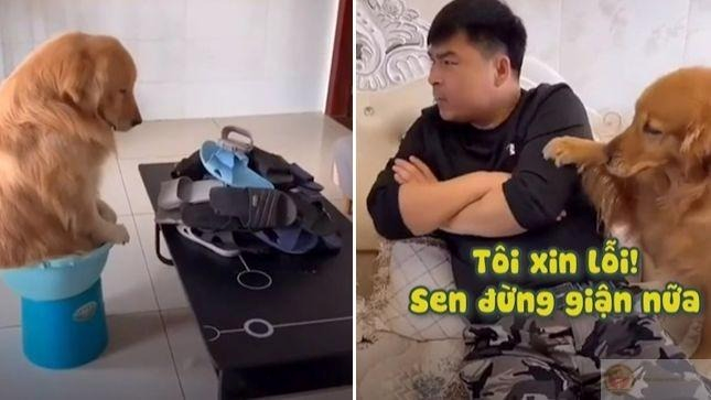 meme xin lỗi