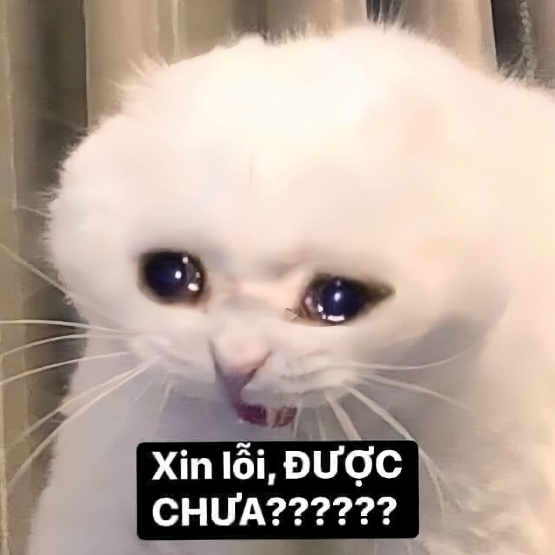 meme xin lỗi