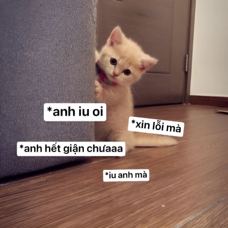 meme xin lỗi