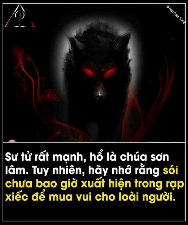 Sói Cô Độc Meme