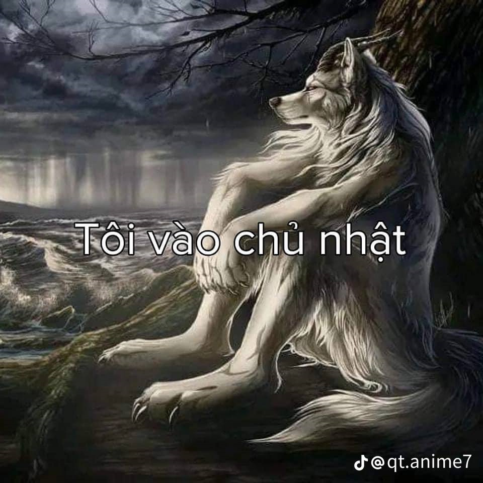 Sói Cô Độc Meme