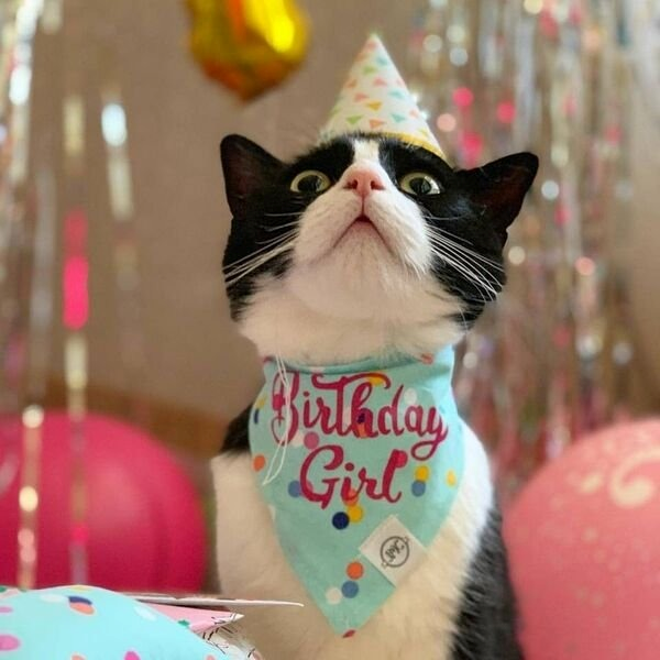 Happy Birthday Meme 