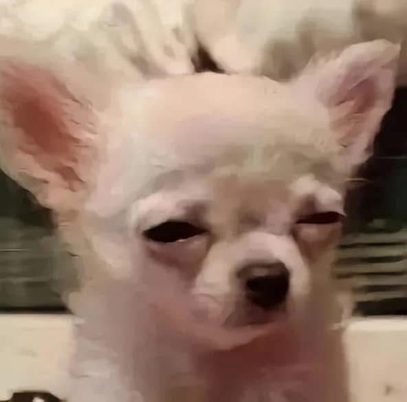 Meme Bất Lực