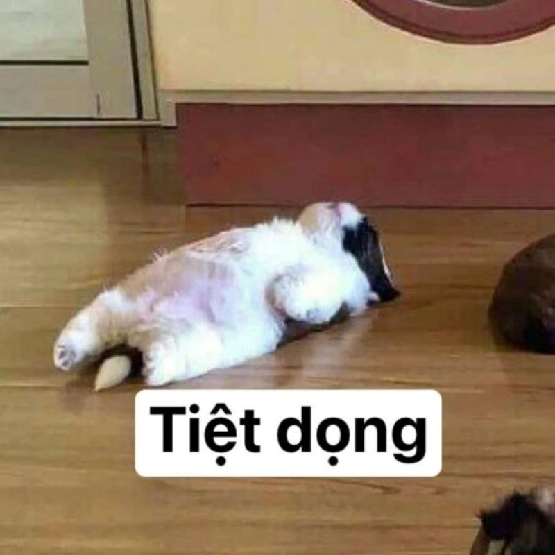 Meme Bất Lực