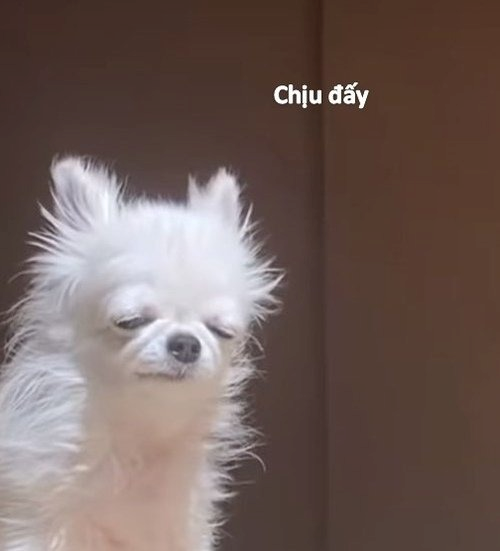 Meme Bất Lực
